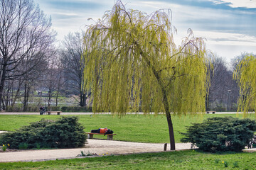 Obraz premium Frühlingshafter Palmengarten mit Trauerweide auf grüner Wiese und entspannter Atmosphäre im Stadtpark, Leipzig, Kreisfreie Stadt Leipzig, Sachsen, Deutschland