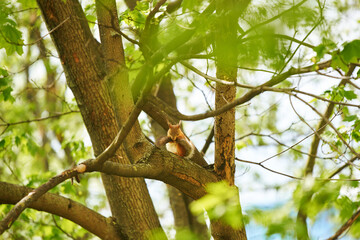 A squirrel is hanging on a tree trunk