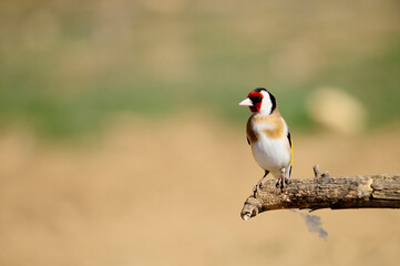 Carduelis carduelis or common goldfinch, Passerine of the finch family.