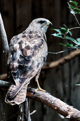 Mäusebussard ( Buteo buteo ).