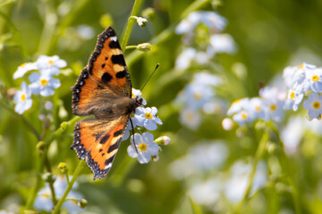 Fototapeta na wymiar Butterfly in spring.