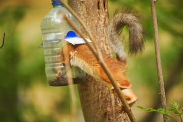 Red squirrel eats from a feeder