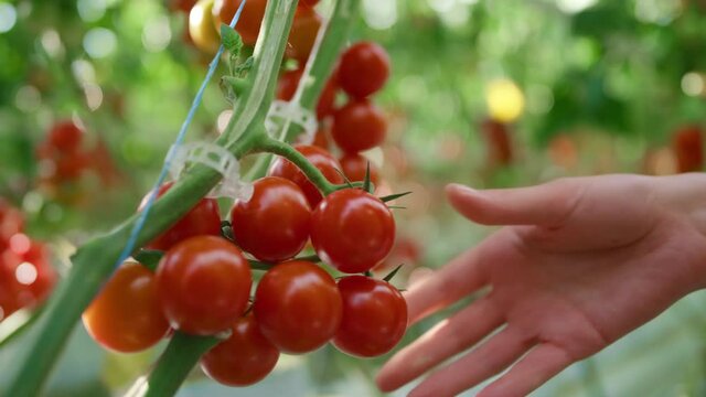 Agronomical scientist checking quality of red tomatoes on plantation closeup