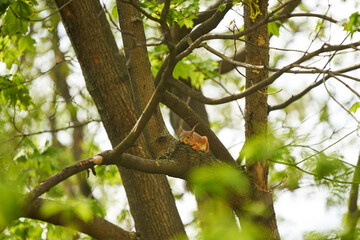 Tired squirrel lying down on the branch.