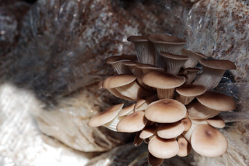 brown oyster mushrooms in plastic bags