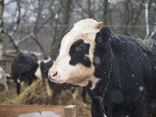 Bull under the snow. Climate change, difficult weather conditions and cattle keeping