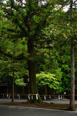 Fototapeta na wymiar Sacred Tree at Kitaguchi Hongu Fuji Sengen-jinja Shrine in Yamanashi, Japan - 日本 山梨県 北口 本宮 富士浅間神社 御神木 