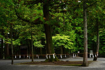 Sacred Tree at Kitaguchi Hongu Fuji Sengen-jinja Shrine in Yamanashi, Japan - 日本 山梨県 北口 本宮 富士浅間神社 御神木	