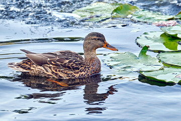 Stockente ( Anas platyrhynchos ) .