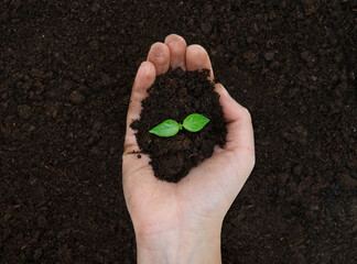 Handful of soil with a young plant
