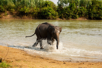 Young Elephant Playing in the Rive Running to Camera From the River