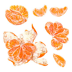 Appetizing fresh peeled sunny orange tangerine fruit. Hand drawn watercolor. Ready to eat elements for design illustration , card, poster about natural food or vitamins