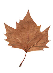 brown leaf closeup on white background