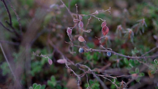 Beautiful nature of the tundra forest in September at the first frost