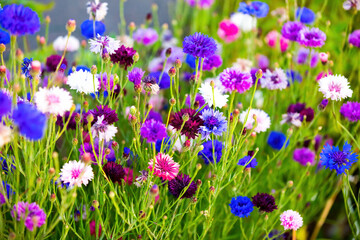 Cornflower field of blue, pink, red, white, purple flowers