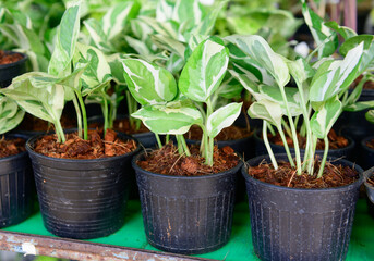 Spotted betel plant in pot for sale on market