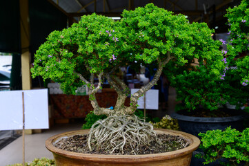 Closeup of traditional bonsais in a gardening store