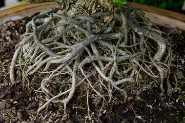 The root of the bonsai tree in the garden