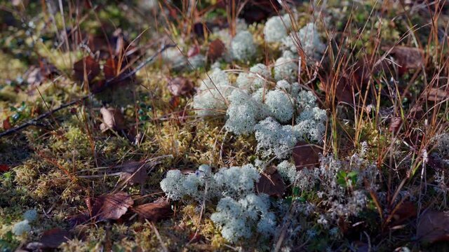 Beautiful nature of the tundra forest in September at the first frost