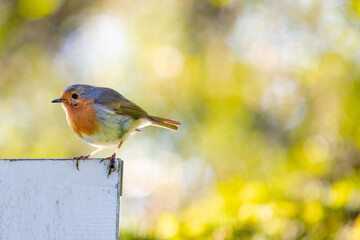 robin on a branch