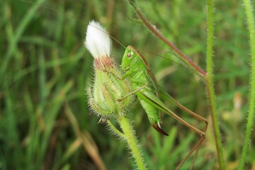 Green genus grasshopper on hieracium flower in the meadow, closeup