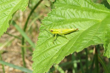  Green grasshopper on a leaf in the garden