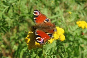 Peacock butterfly on tansy flowers in the meadow, closeup