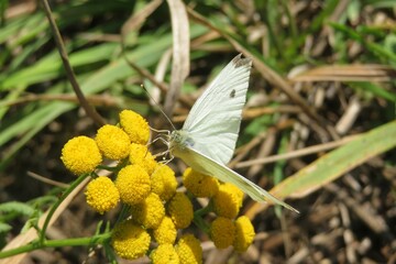 Beautiful white cabbage butterfly on a tansy flowers in the garden, closeup