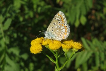 Polyommatus butterfly on yellow tansy flowers in the meadow, closeup
