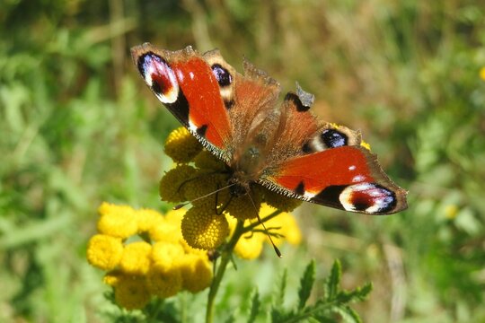 Beautiful peacock butterfly on a yellow tansy flowers in the meadow