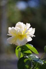 Obraz premium バラ