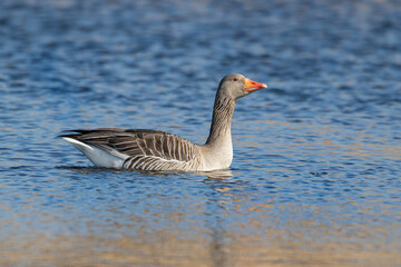 sea goose in spring