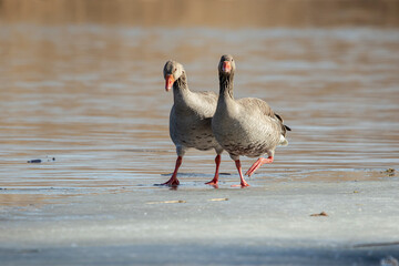 A goose pair on spring ice
