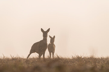 Foggy morning with playful roe deers