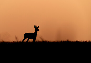 Fototapeta na wymiar Roe deer silhouette in the morning orange light