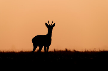 Roe deer silhouette in the morning orange light