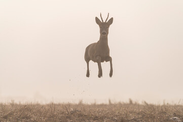 Foggy morning with playful roe deers