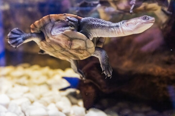 sea turtle swimming in aquarium