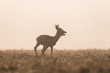 Foggy morning with playful roe deers