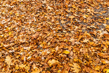 Fallen Leaves, Autumn leaf color, natural background