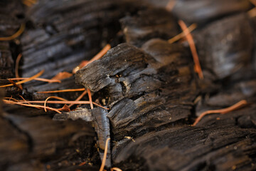 close up of a burning match