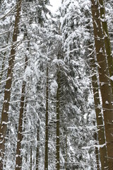 Fototapeta premium Baumkronen mit Schnee mit Platzhalter 