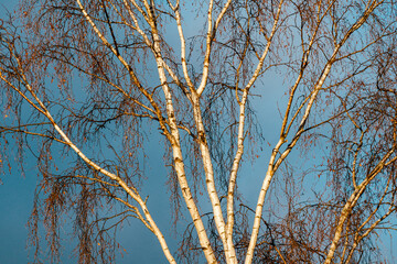 Fototapeta na wymiar Birch branches in the morning light.
