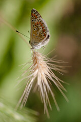 butterfly on a flower