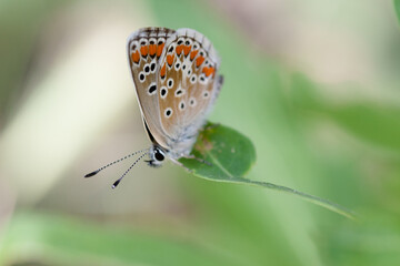 butterfly on leaf