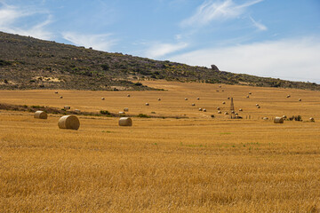 Field of wheat hay bales on a farm in St Helena Bay, Velddrif, Cape West Coast, South Africa during...