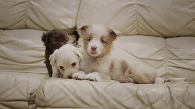 Funny puppies play on the couch. Two small puppies want to play with an older puppy