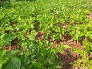Potato plant in vegetable garden. It is starchy tuber of the plant Solanum tuberosum. Green healthy leaves of young potato plant. The potato is a root vegetable native to the Americas.
