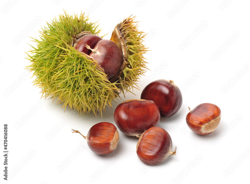 Wall mural chestnut on a white background