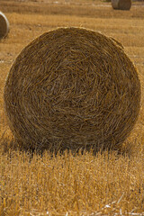single hay bale harvested summer on Cape West Coast, St Helena Bay, Velddrif, Paternoster, South Africa, wheat